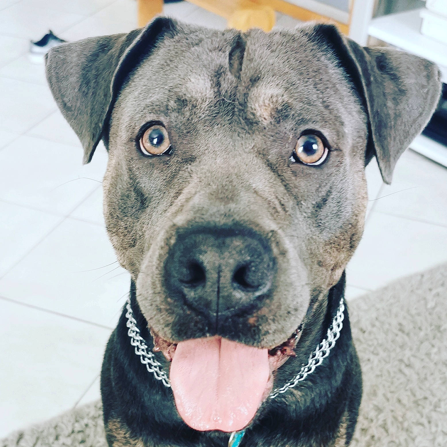 Orson a rejoint le concours — aidez-le/la à gagner de superbes lots ! carnivore, collar, companion_dog, dog, dog_breed, dog_collar, electric_blue, fawn, fur, guard_dog, non_sporting_group, pet_supply, snout, sporting_group, whiskers, working_animal, working_dog