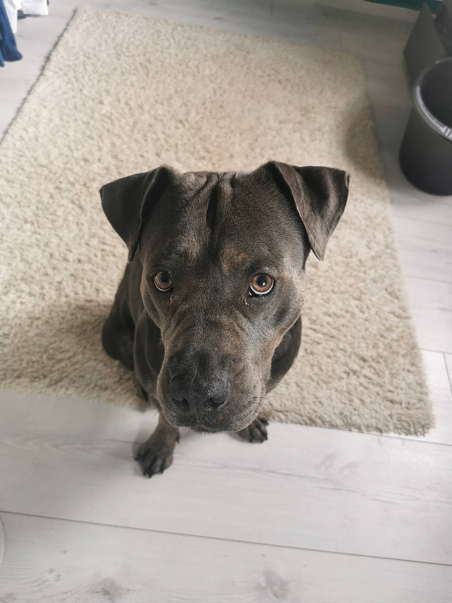 Orson participe au concours pour gagner de l'argent avec cette photo : borador, carnivore, companion_dog, dog, dog_breed, flooring, fur, grey, guard_dog, non_sporting_group, sporting_group, street_dog, terrestrial_animal, whiskers, working_animal