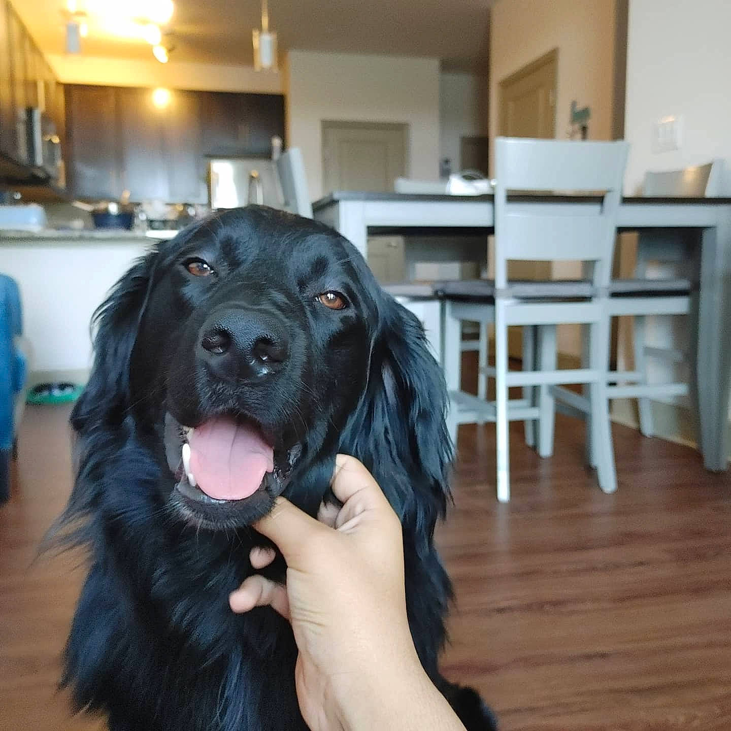 Toby joined the competition — help win amazing prizes! borador, canidae, carnivore, chair, companion_dog, dog, dog_breed, flooring, fur, guard_dog, gun_dog, hardwood, retriever, snout, sporting_group, varnish, window, wood, wood_stain, working_dog