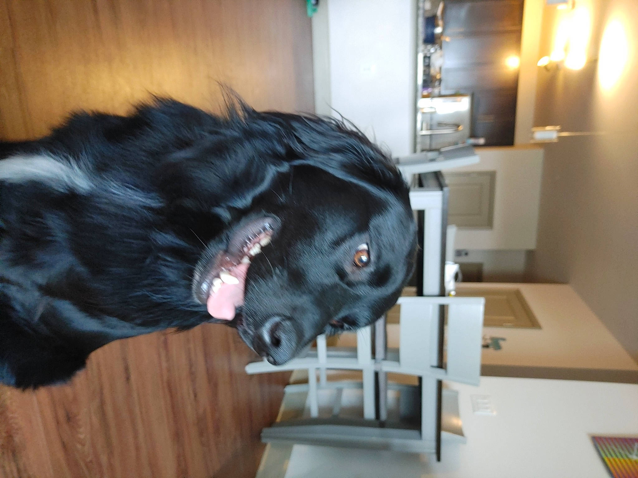 Toby is registered to the contest to win money with this photo: audio_equipment, borador, canidae, carnivore, companion_dog, dog, dog_breed, ear, fang, felidae, fur, guard_dog, jaw, non_sporting_group, room, small_to_medium_sized_cats, snout, sporting_group, whiskers, working_animal