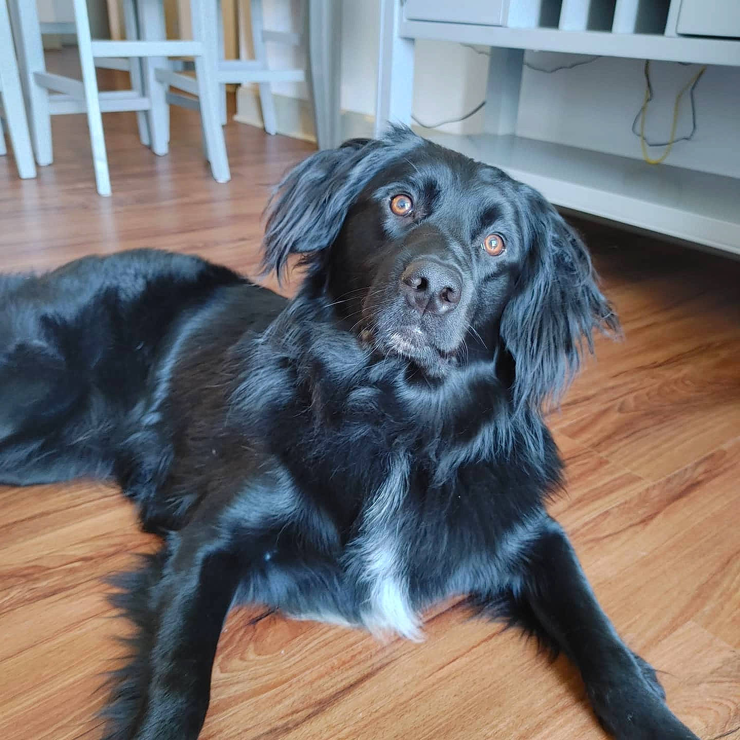 Toby joined the competition — help win amazing prizes! borador, canidae, carnivore, companion_dog, dog, dog_breed, floor, flooring, fur, gun_dog, hardwood, laminate_flooring, liver, shelf, snout, sporting_group, wood, wood_flooring, wood_stain, working_dog