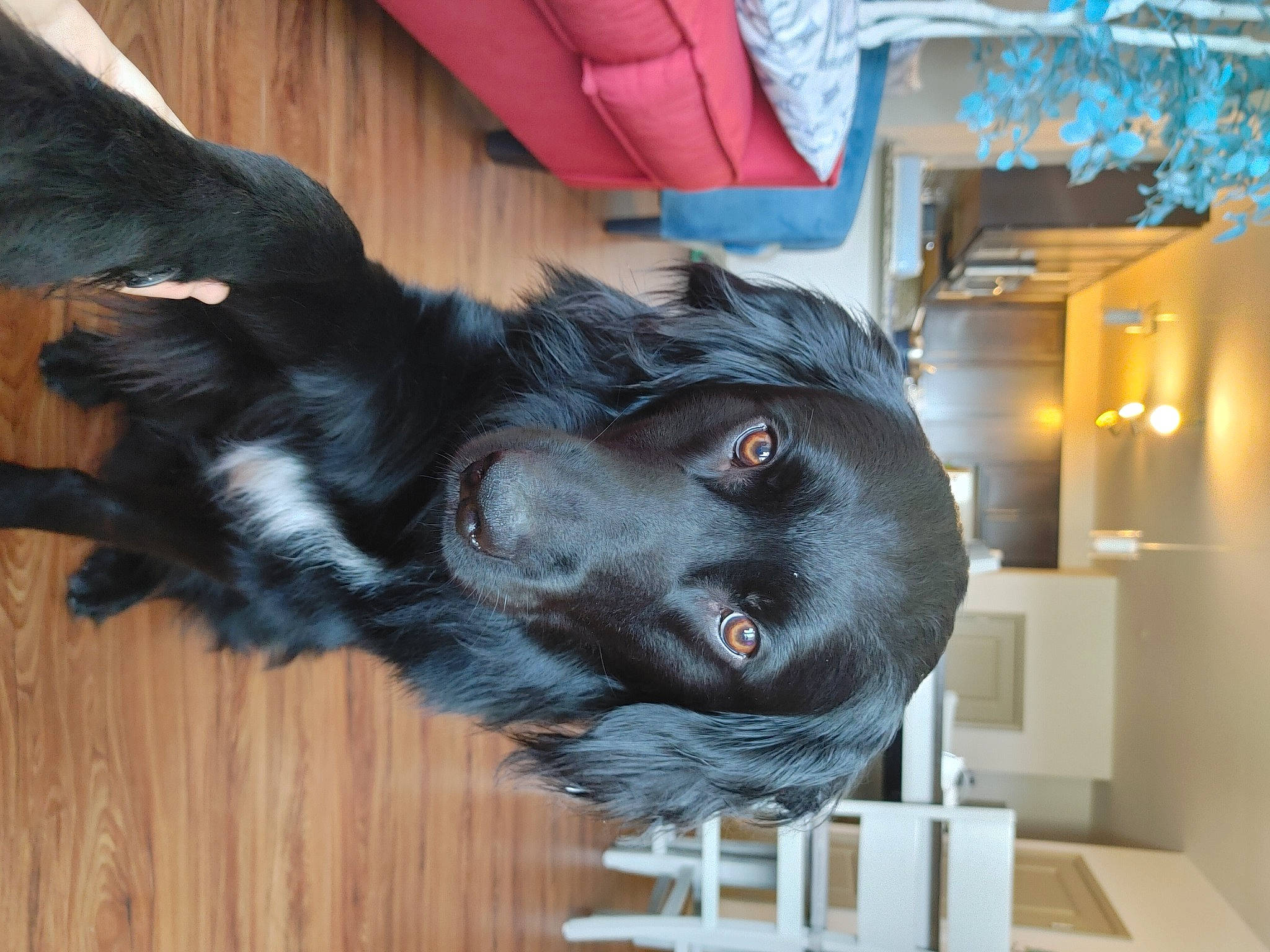 Toby is registered to the contest to win money with this photo: borador, canidae, carnivore, claw, companion_dog, dog, dog_breed, ear, foot, fur, hardwood, liver, snout, sporting_group, tail, whiskers, working_animal