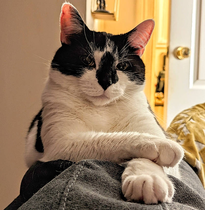 Blink joined the competition — help win amazing prizes! carnivore, cat, comfort, domestic_short_haired_cat, eye, felidae, foot, fur, grey, head, human_leg, leg, paw, sitting, small_to_medium_sized_cats, snout, stairs, tail, whiskers, window