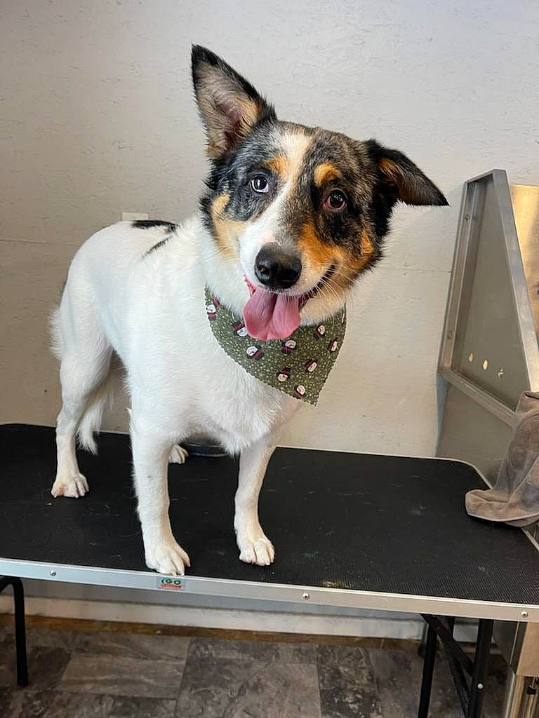 Ash is registered to the contest to win money with this photo: art, canidae, carnivore, collar, companion_dog, dog, dog_breed, dog_collar, dog_supply, flooring, fur, leash, paw, pet_supply, snout, sporting_group, table, tail, whiskers, working_animal