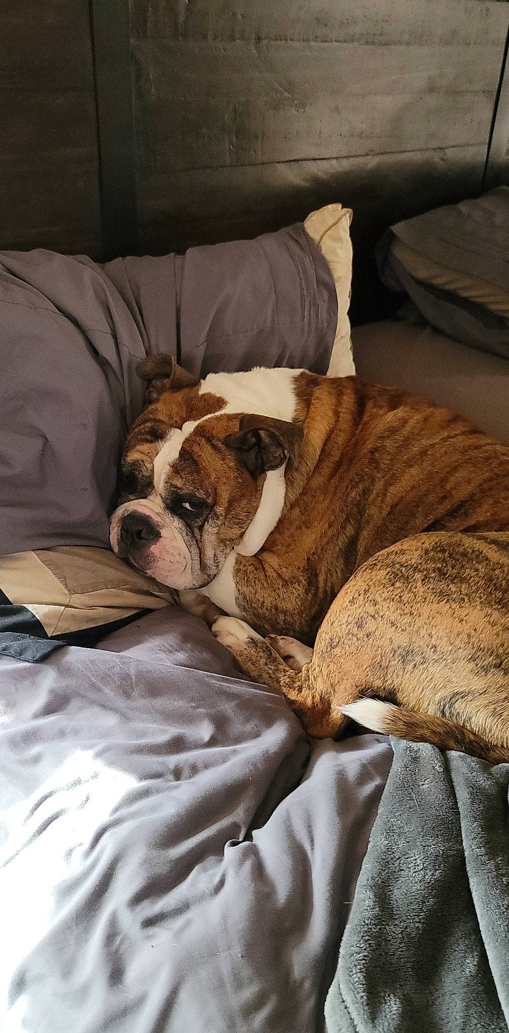 Shane is registered to the contest to win money with this photo: bored, bulldog, canidae, carnivore, comfort, companion_dog, couch, dog, dog_breed, fawn, hardwood, linens, snout, sporting_group, toy_dog, whiskers, white_english_bulldog, wood, working_animal, wrinkle