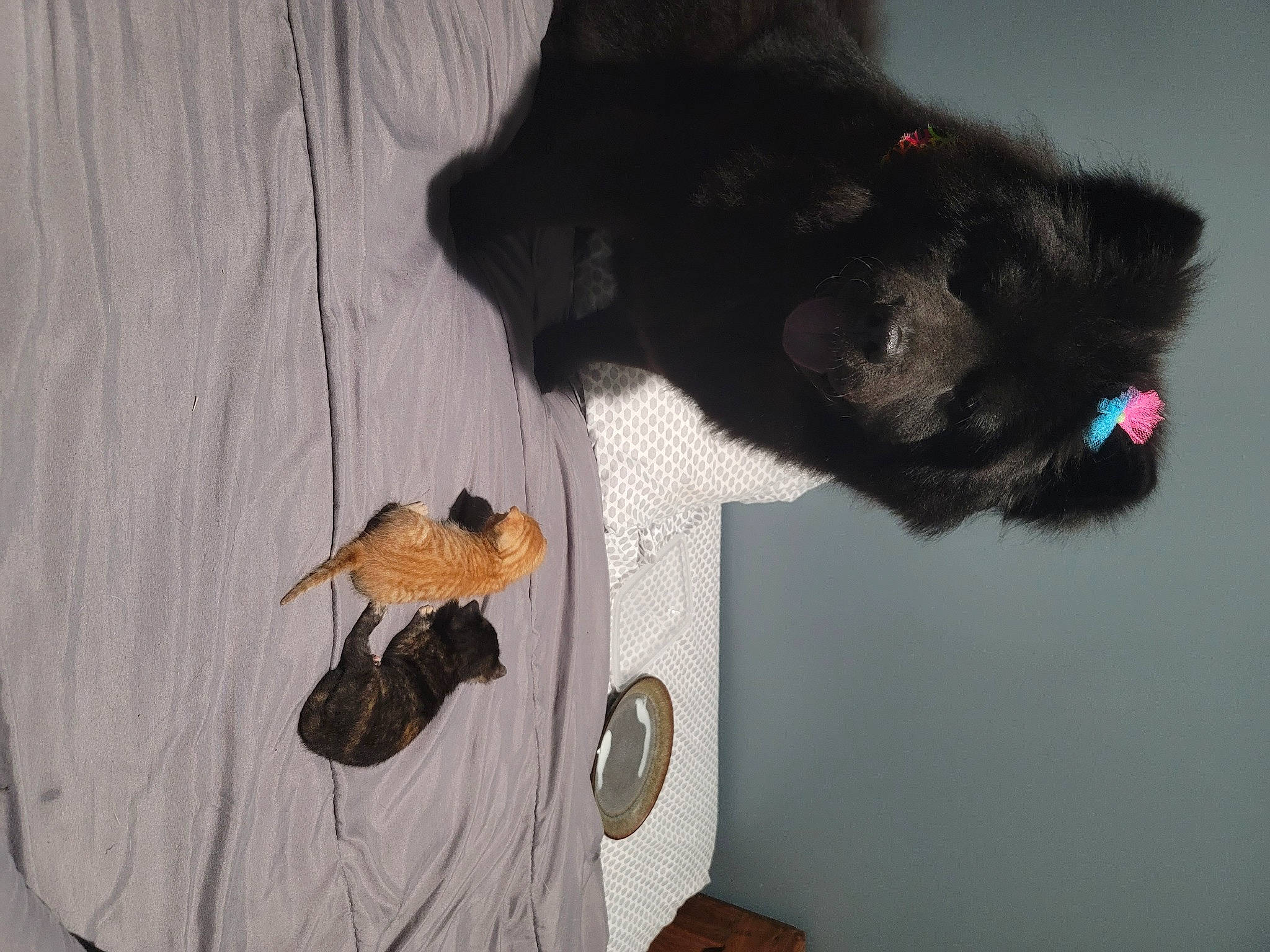 Bear Bear is registered to the contest to win money with this photo: black_cat, bombay, canidae, carnivore, cat, claw, companion_dog, dog_breed, felidae, fur, grey, hardwood, hat, paw, small_to_medium_sized_cats, snout, sporting_group, tail, whiskers, wood