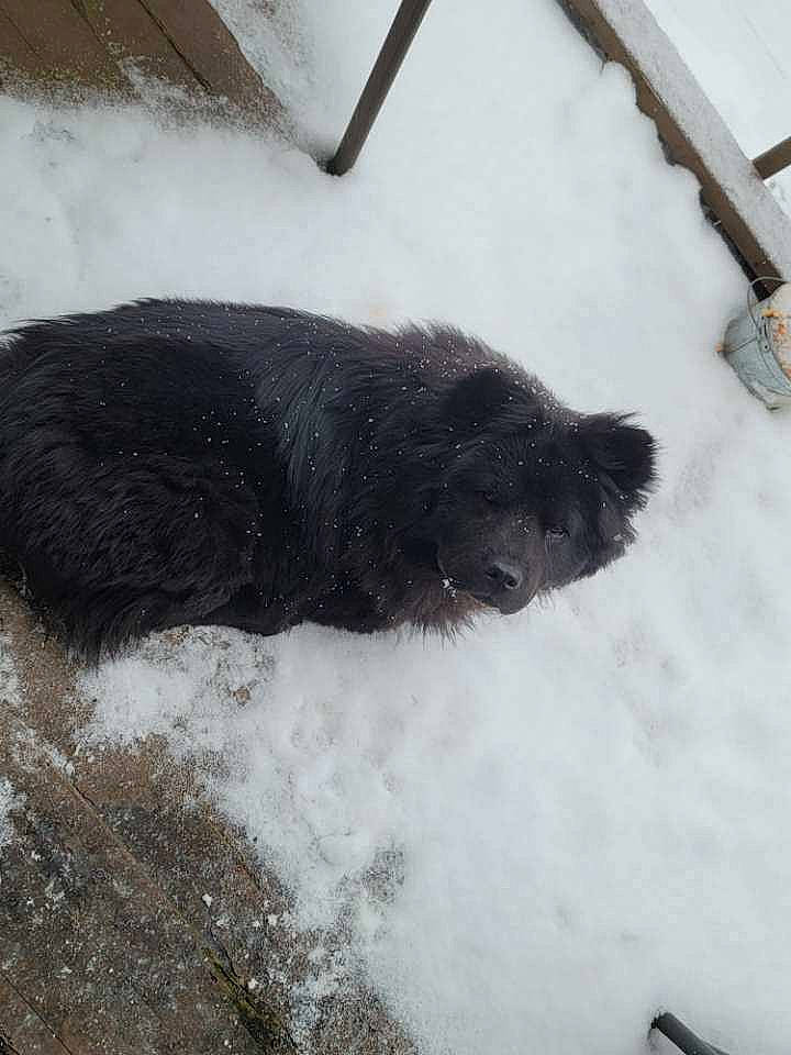 Bear Bear joined the competition — help win amazing prizes! canidae, carnivore, claw, dog_breed, foot, freezing, fur, marine_mammal, natural_material, snout, snow, sporting_group, tail, terrestrial_animal, winter