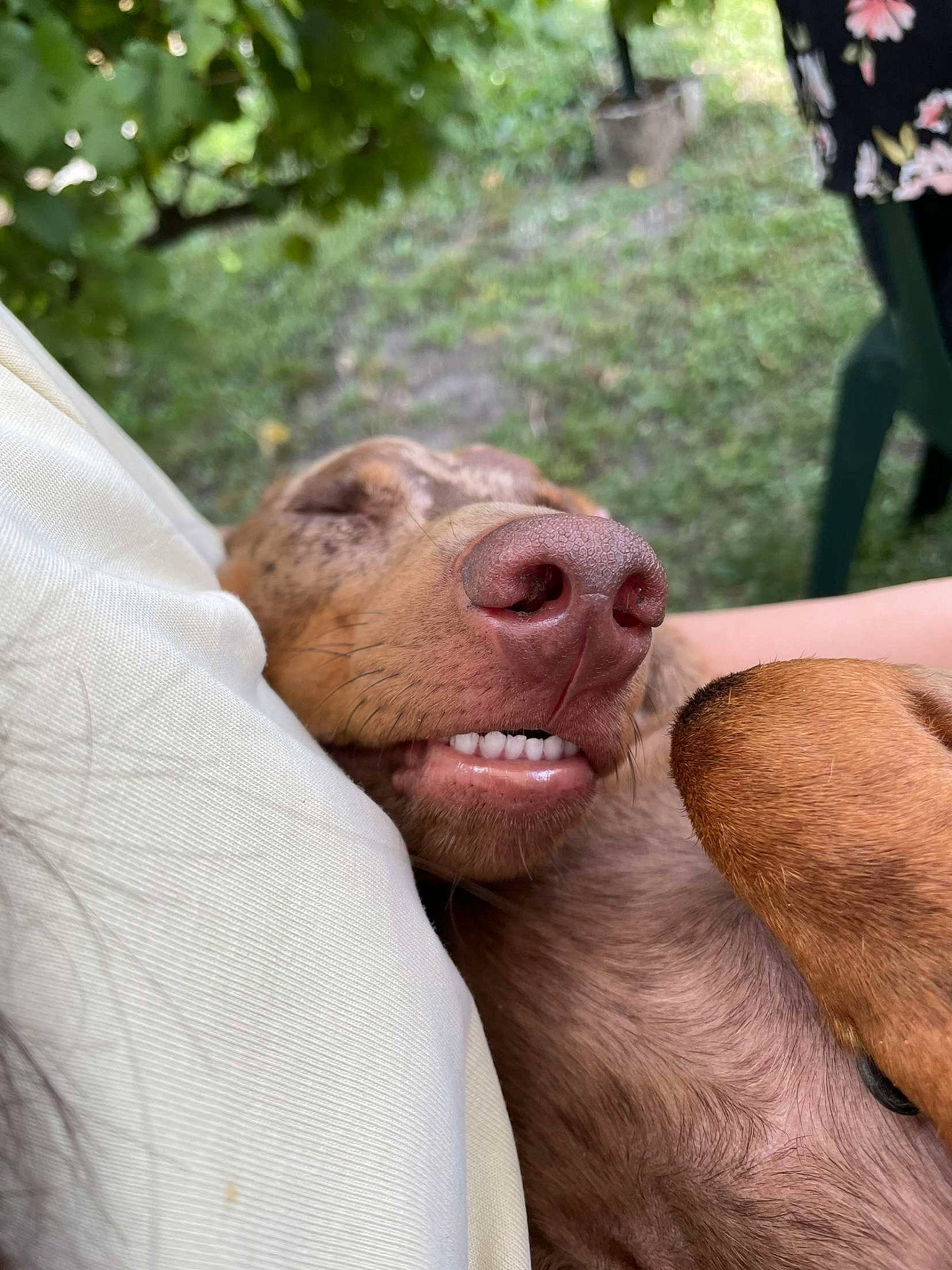 Pablo participe au concours pour gagner de l'argent avec cette photo : beer, canidae, carnivore, chest, companion_dog, dobermann, dog, dog_breed, fawn, gesture, grass, liver, plant, smile, snout, sporting_group, terrestrial_animal, tree, whiskers, working_animal