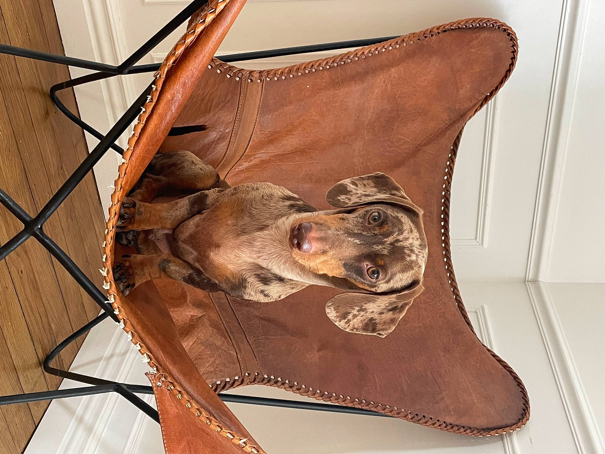 Pablo participe au concours pour gagner de l'argent avec cette photo : bag, bat, boot, brown, carnivore, comfort, fashion_accessory, fawn, fur, high_heels, leather, liver, metal, outdoor_shoe, sandal, sporting_group, terrestrial_animal, visual_arts, wood, working_animal