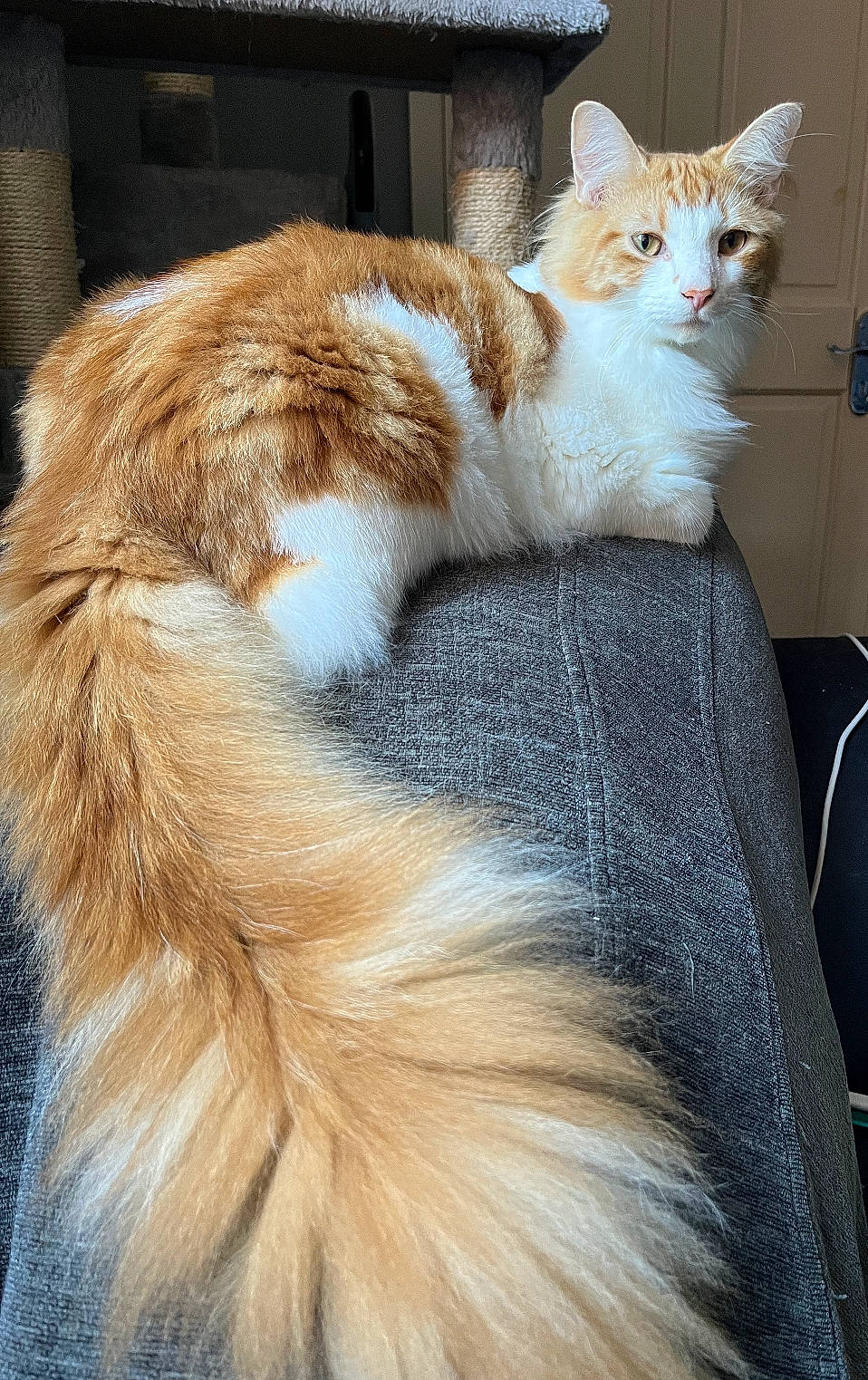 Floof joined the competition — help win amazing prizes! carnivore, cat, claw, comfort, domestic_short_haired_cat, fawn, felidae, foot, fur, human_leg, lap, paw, sitting, small_to_medium_sized_cats, snout, tail, terrestrial_animal, tree, whiskers