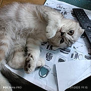 Aloé a rejoint le concours — aidez-le/la à gagner de superbes lots ! cat, kitten, fluffy, lying_down, paw, curious, table, remote_control, papers, close_up, indoor, pet, cute, playful, fur, whiskers, eyes, soft_light, domestic, relaxed