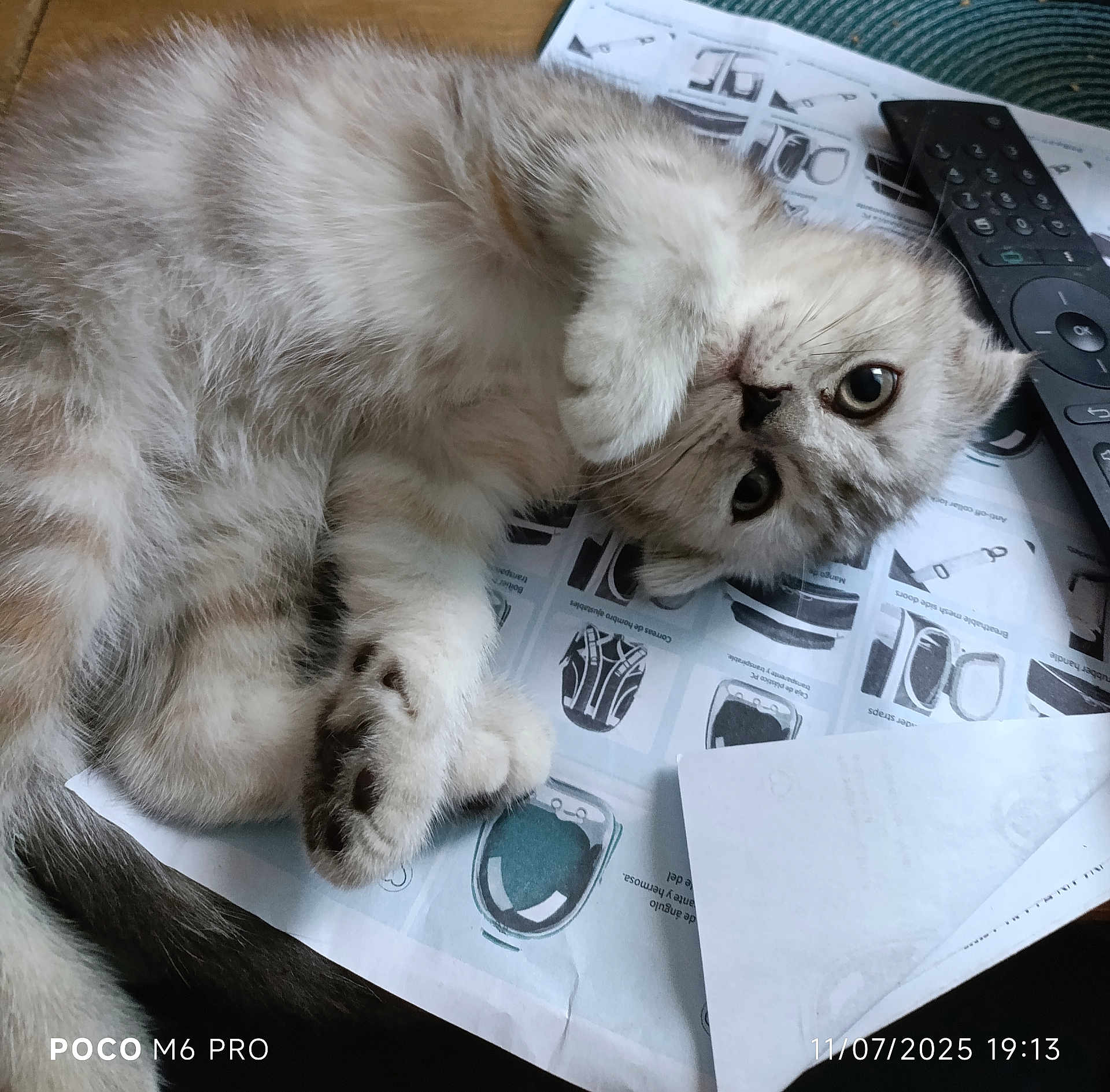 Aloé a rejoint le concours — aidez-le/la à gagner de superbes lots ! cat, kitten, fluffy, lying_down, paw, curious, table, remote_control, papers, close_up, indoor, pet, cute, playful, fur, whiskers, eyes, soft_light, domestic, relaxed