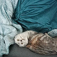 Aloé participe au concours pour gagner de l'argent avec cette photo : animal, blanket, cat, comfort, cozy, curious, cushion, cute, feline, fur, home, indoor, pet, relaxing, resting, sleeping, soft, striped, tabby, upside_down