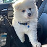 puppy, dog, white_fur, fluffy, blue_collar, bell, car_interior, seat, sunlight, pet, cute, animal, young_dog, domestic_animal, looking, portrait, indoor, leash, mesh_bag, black_strap