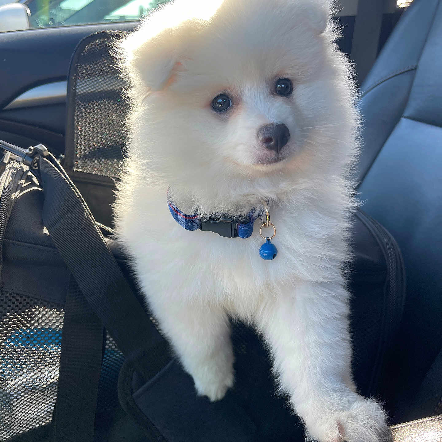 Lupo joined the competition — help win amazing prizes! puppy, dog, white_fur, fluffy, blue_collar, bell, car_interior, seat, sunlight, pet, cute, animal, young_dog, domestic_animal, looking, portrait, indoor, leash, mesh_bag, black_strap