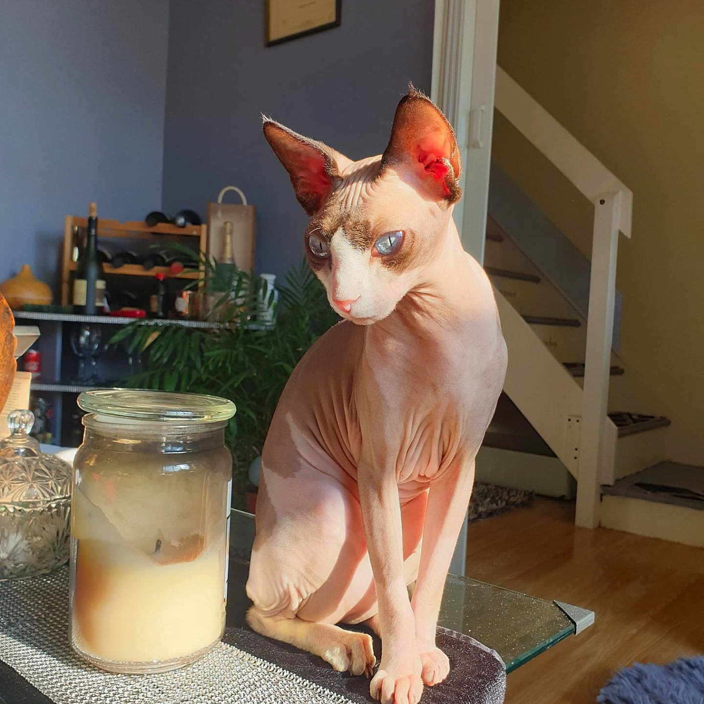 Lily joined the competition — help win amazing prizes! animal, architecture, beverage, building, canine, cat, diningroom, diningtable, dog, furniture, indoors, interiordesign, jar, pet, photoframe, plant, pottedplant, room, table, wood