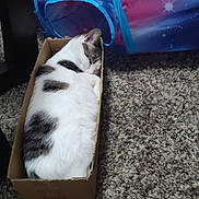 Willow is registered to the contest to win money with this photo: cat, sleeping, cardboard_box, carpet, indoor, pet, fur, white, gray_spots, cozy, resting, animal, play_tunnel, soft, home, domestic, cute, relaxed, feline, small_space
