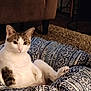 Willow joined the competition — help win amazing prizes! cat, pet_bed, patterned, white, brown, fur, indoor, carpet, furniture, relaxed, animal, cute, cozy, looking, sitting, ears, paw, home, domestic, resting