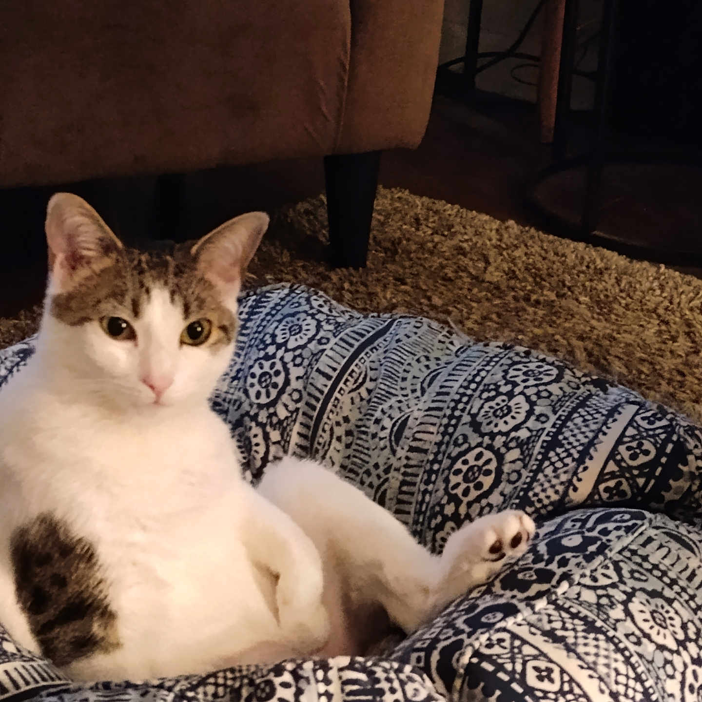 Willow joined the competition — help win amazing prizes! animal, brown, carpet, cat, cozy, cute, domestic, ears, fur, furniture, home, indoor, looking, patterned, paw, pet_bed, relaxed, resting, sitting, white