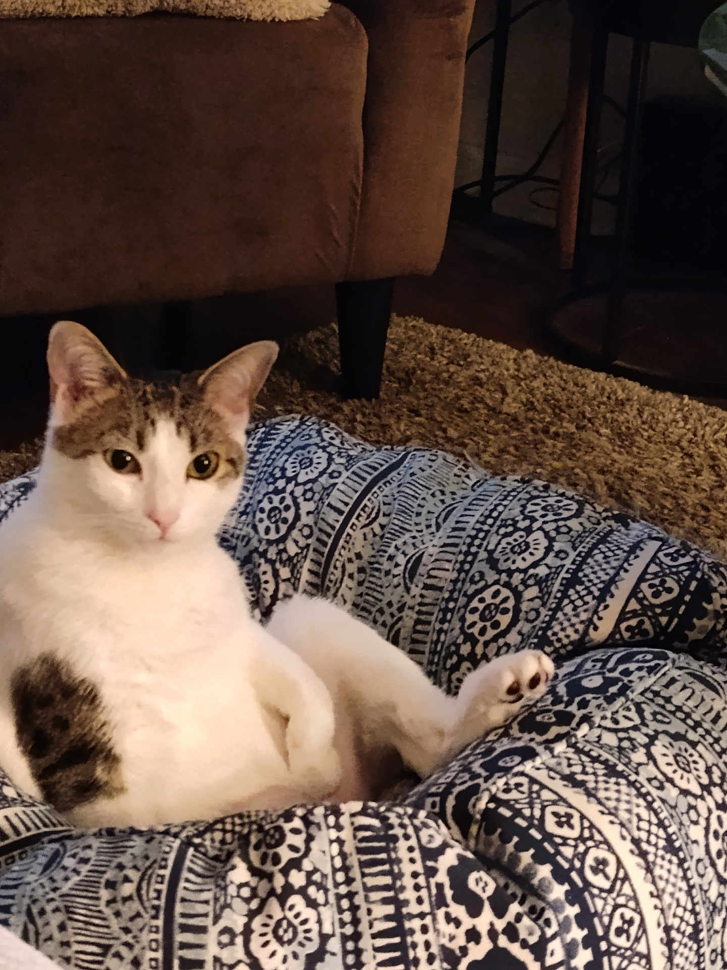 Willow joined the competition — help win amazing prizes! cat, pet_bed, patterned, white, brown, fur, indoor, carpet, furniture, relaxed, animal, cute, cozy, looking, sitting, ears, paw, home, domestic, resting