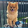 dog, pomeranian, bicycle, bicycle_basket, outdoor, pet, happy, fluffy, animal, tongue_out, metal_railings, grass, daylight, cute, small_dog, leash, handlebars, close_up, smiling, domestic_animal
