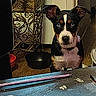 animal, black_and_white, blue_eyes, bowls, brown_fur, countertop, direct_gaze, dog, floppy_ears, food_bowl, home_decor, indoors, kitchen, pencils, pet, portrait, puppy, sitting, table, white_chest