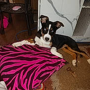 Harley Quinn is registered to the contest to win money with this photo: dog, puppy, black_and_white, tri_color, lying_down, relaxed, portrait, indoors, blanket, pink, zebra_pattern, carpet, floor, chair, mouse, bowl, toy, chew_toy, marble_tile, home