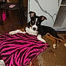 black_and_white, blanket, bowl, carpet, chair, chew_toy, dog, floor, home, indoors, lying_down, marble_tile, mouse, pink, portrait, puppy, relaxed, toy, tri_color, zebra_pattern