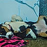Harley Quinn joined the competition — help win amazing prizes! puppies, dogs, sleeping, resting, pile_of_dogs, black_and_white, brown, white, sprawled, indoors, blanket, carpet, cozy, nap, animals, pet, cute, relaxed, upside_down, portrait