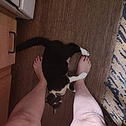 Ozzy joined the competition — help win amazing prizes! cat, black_and_white_cat, domestic_cat, pet, barefoot, human_legs, toes, paw, wood_floor, rug, kitchen_cabinet, cabinet, indoor, playful, close_up, top_down_view, flooring, shadow, home, companion