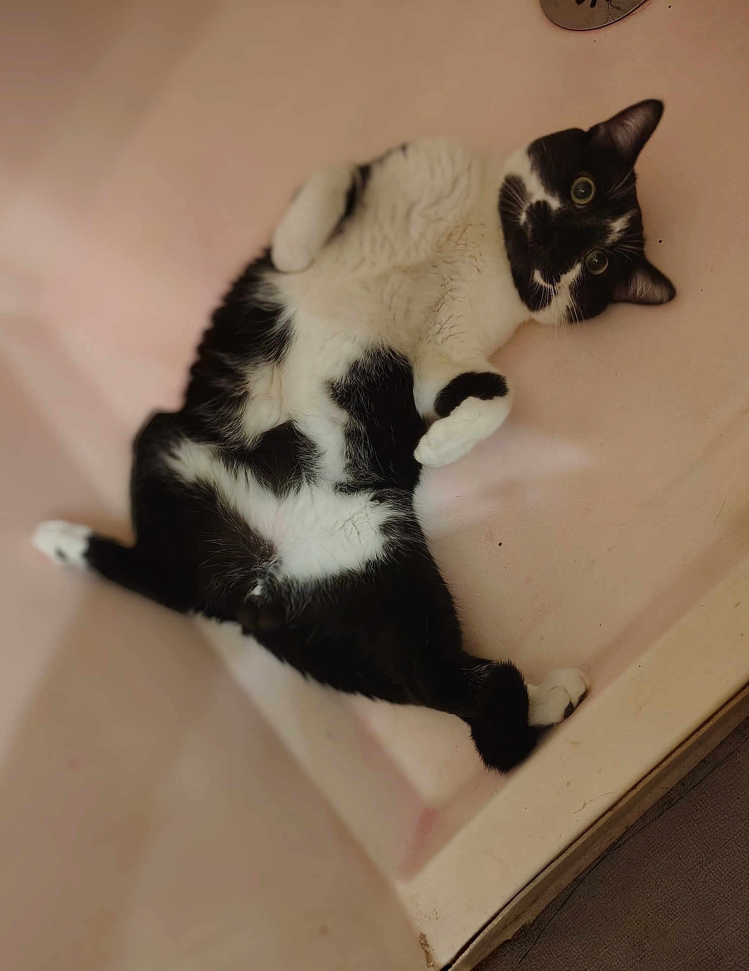 Ozzy is registered to the contest to win money with this photo: cat, tuxedo_cat, pet, indoor, bed, blanket, pink_background, lounging, belly_up, whiskers, paws, green_eyes, black_and_white, fur, playful, relaxed, portrait, close_up, domestic_animal, cozy