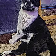 Ozzy is registered to the contest to win money with this photo: animal, black_and_white, carpet, cat, cozy, curious, domestic_cat, ears, fur, furniture, home, indoor, mammal, paws, pet, relaxed, sitting, tail, tuxedo_cat, whiskers