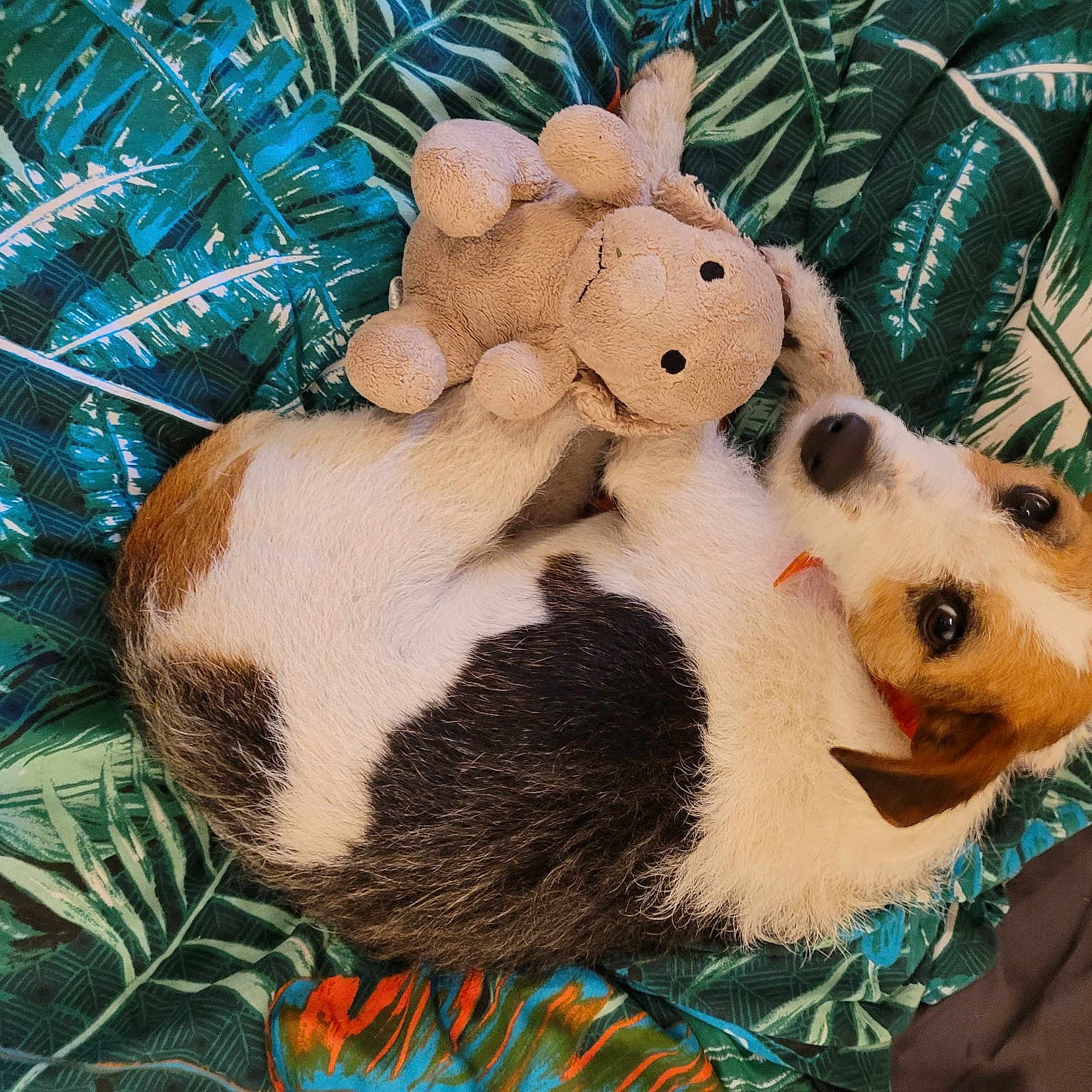 Laya