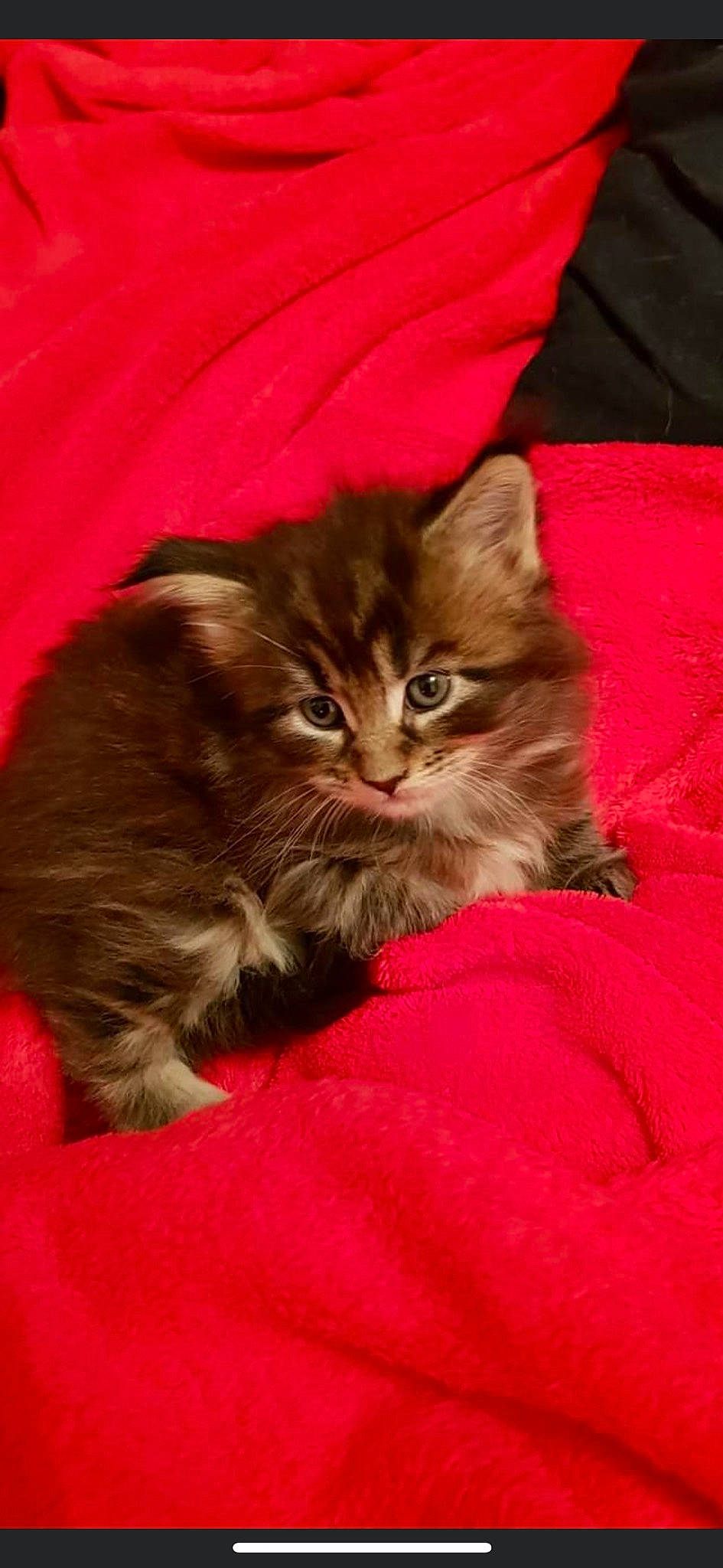 Nestea participe au concours pour gagner de l'argent avec cette photo : brown, carnivore, cat, claw, close_up, comfort, fawn, felidae, fur, liver, maine_coon, plant, small_to_medium_sized_cats, snout, terrestrial_animal, whiskers