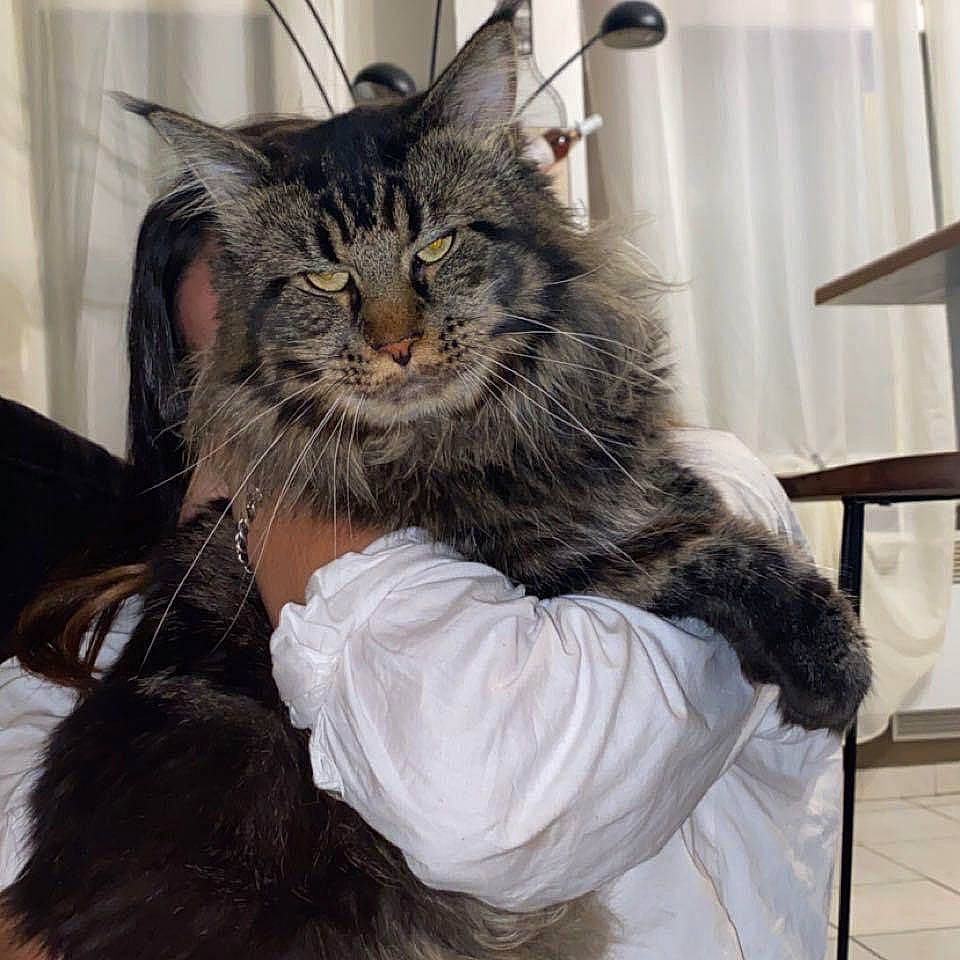 Nestea participe au concours pour gagner de l'argent avec cette photo : bed, british_longhair, carnivore, cat, claw, comfort, domestic_short_haired_cat, event, fashion_accessory, felidae, fur, hair_coloring, maine_coon, outerwear, sitting, small_to_medium_sized_cats, snout, tail, whiskers