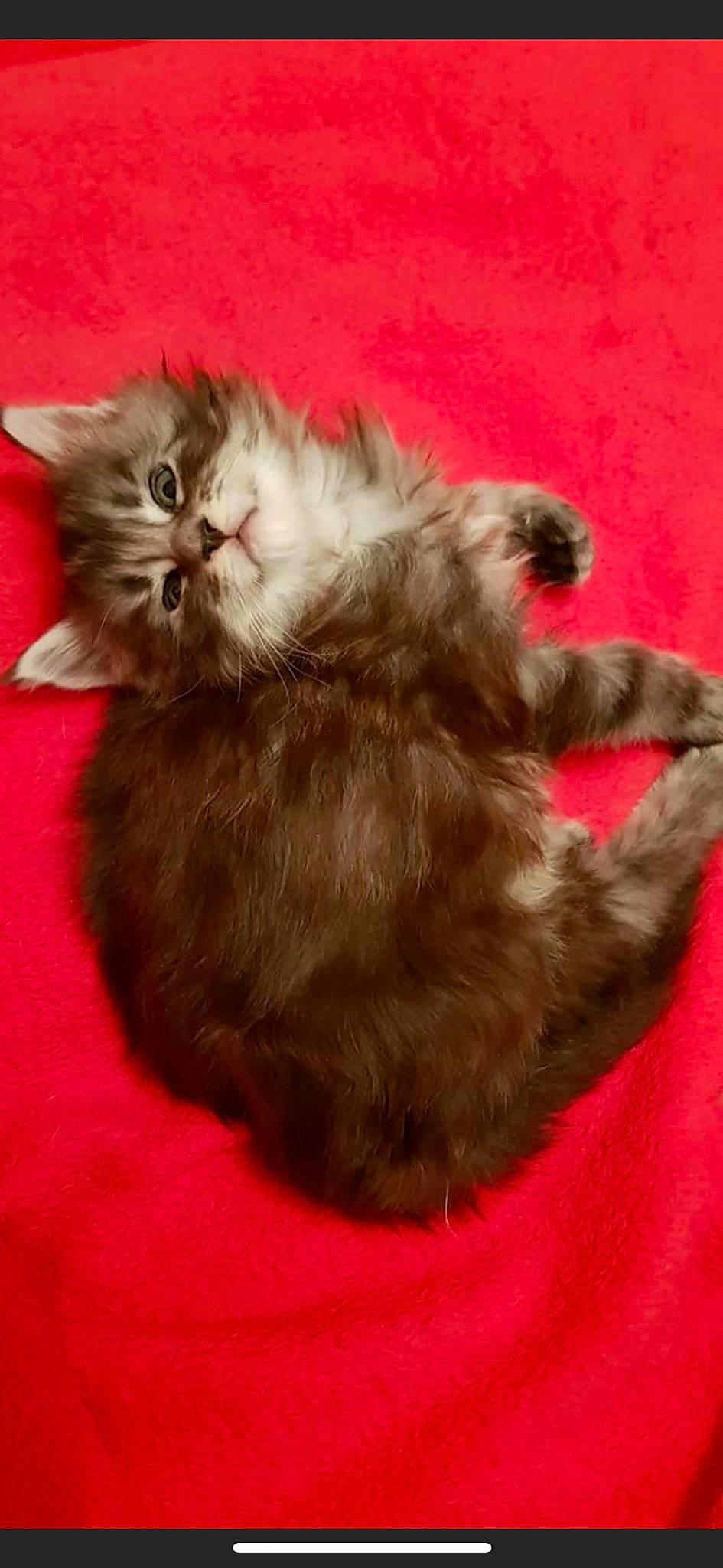 Nestea participe au concours pour gagner de l'argent avec cette photo : british_longhair, carnivore, cat, cat_supply, claw, comfort, companion_dog, dog_breed, fawn, felidae, fur, liver, paw, small_to_medium_sized_cats, snout, tail, terrestrial_animal, whiskers