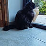 cat, black_cat, indoor, sitting, window, glass_door, plant, planter, tile_floor, white_paw, fluffy_fur, side_view, calm, natural_light, garden, greenery, quiet, pet, domestic_animal, house