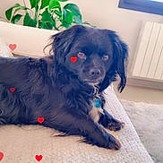 Balloo participe au concours pour gagner de l'argent avec cette photo : dog, black_dog, couch, indoor, plant, green_leaves, hearts, pet, relaxed, cozy, fur, collar, window, radiator, carpet, home, animal, cute, laying_down, domestic
