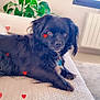 dog, black_dog, couch, indoor, plant, green_leaves, hearts, pet, relaxed, cozy, fur, collar, window, radiator, carpet, home, animal, cute, laying_down, domestic