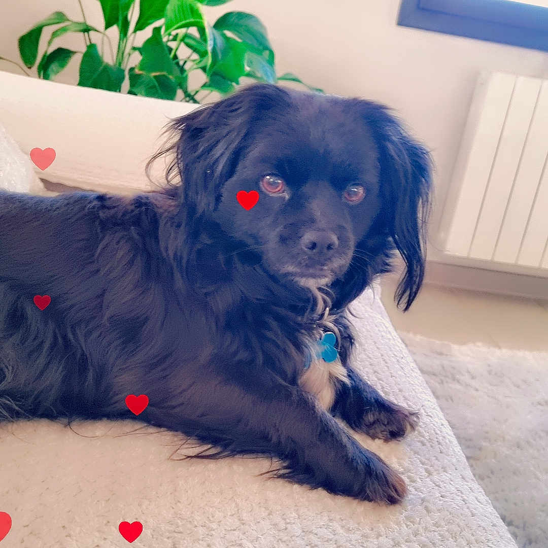 Balloo participe au concours pour gagner de l'argent avec cette photo : animal, black_dog, carpet, collar, couch, cozy, cute, dog, domestic, fur, green_leaves, hearts, home, indoor, laying_down, pet, plant, radiator, relaxed, window