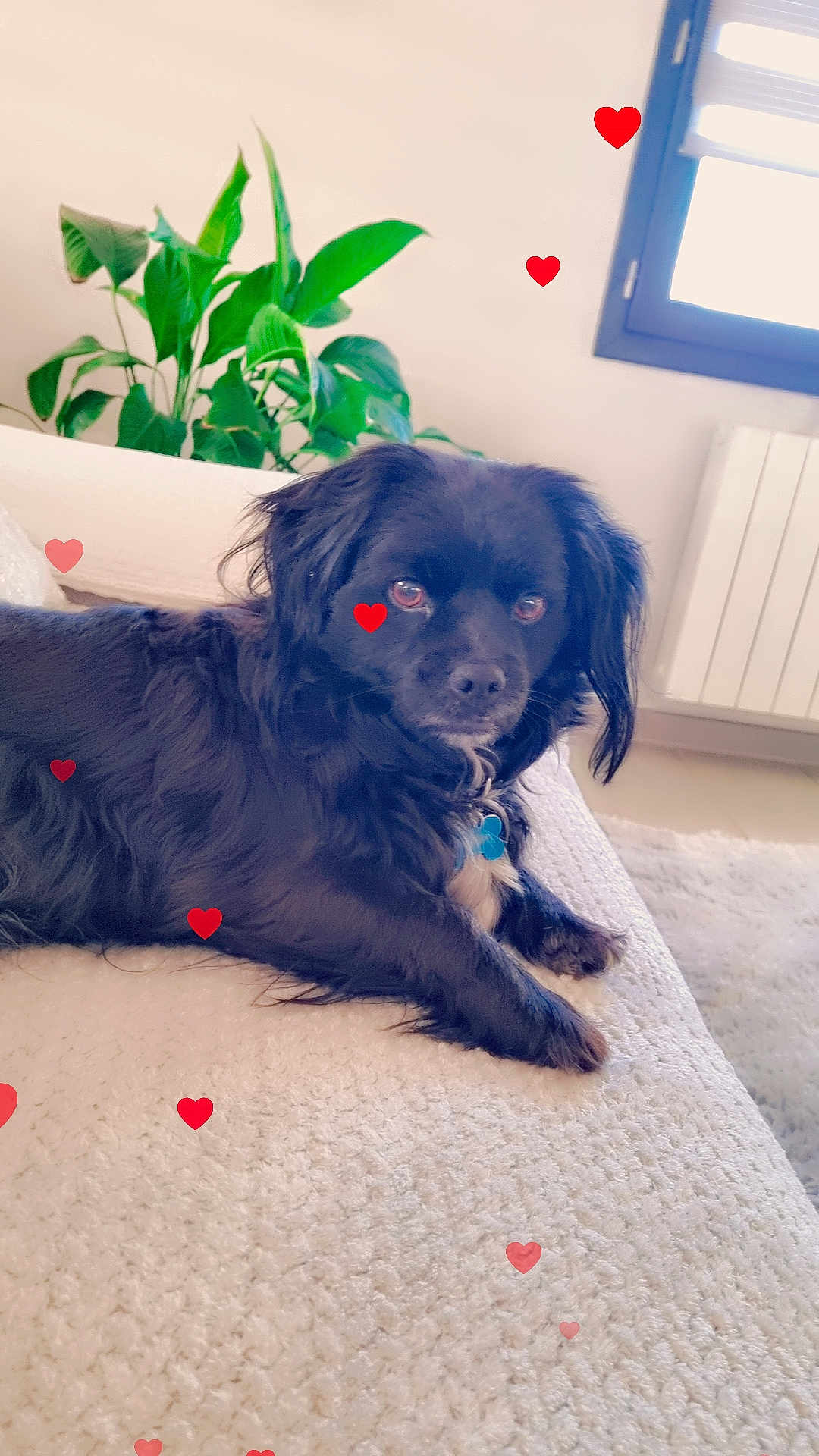 Balloo participe au concours pour gagner de l'argent avec cette photo : dog, black_dog, couch, indoor, plant, green_leaves, hearts, pet, relaxed, cozy, fur, collar, window, radiator, carpet, home, animal, cute, laying_down, domestic