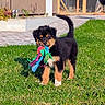 puppy, dog, grass, toy, rope_toy, outdoor, pet, animal, playful, young_dog, cute, fur, black_dog, tan_dog, greenery, sunlight, nature, small_dog, happy, standing