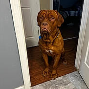 Canelo Torres is registered to the contest to win money with this photo: animal, brown_dog, canine, collar, dog, domestic_animal, doorway, flooring, house, indoor, looking, mammal, pet, portrait, room, serious_expression, sitting, tile_floor, waiting, wood_floor