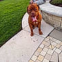 brown_dog, casual_clothing, daylight, dog, flower_bed, garden, grass, greenery, happy, nature, outdoor, pavement, person, pet, relaxing, sidewalk, sitting, stone_wall, summer, tongue_out
