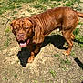 Canelo Torres is registered to the contest to win money with this photo: air_conditioner, animal, backyard, brown_dog, canine, collar, daytime, dirt, dog, fur, grass, house, nature, outdoor, panting, pet, shadow, standing, sunlight, sunny