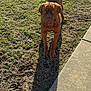 Canelo Torres is registered to the contest to win money with this photo: animal, brown_dog, canine, chain, collar, daylight, dog, earth, expression, fur, grass, nature, outdoor, park, pet, shadow, sidewalk, standing, sunlight, walkway