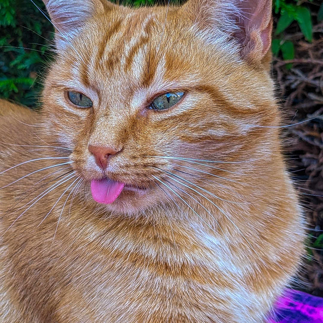 Iaou a rejoint le concours — aidez-le/la à gagner de superbes lots ! abyssinian, animal, bodypart, cat, grass, herbal, herbs, jungle, kitten, manx, mouth, nature, outdoors, person, pet, plant, purple, teeth, tongue, tree