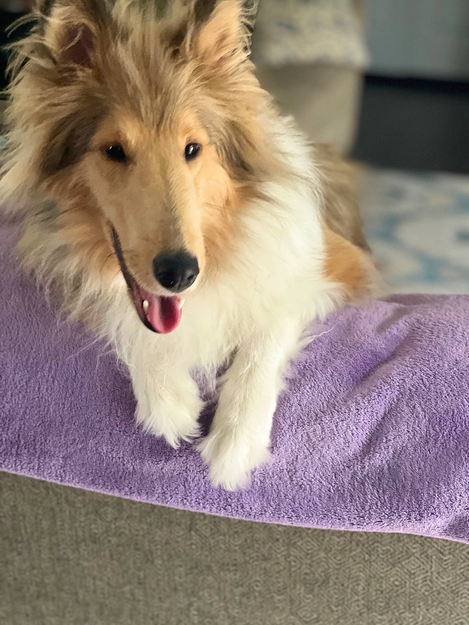 Kennedy joined the competition — help win amazing prizes! ancient_dog_breeds, canidae, carnivore, collie, companion_dog, dog, dog_breed, fang, fawn, fur, herding_dog, paw, puppy, rough_collie, scotch_collie, shetland_sheepdog, sporting_group, whiskers, working_animal, working_dog