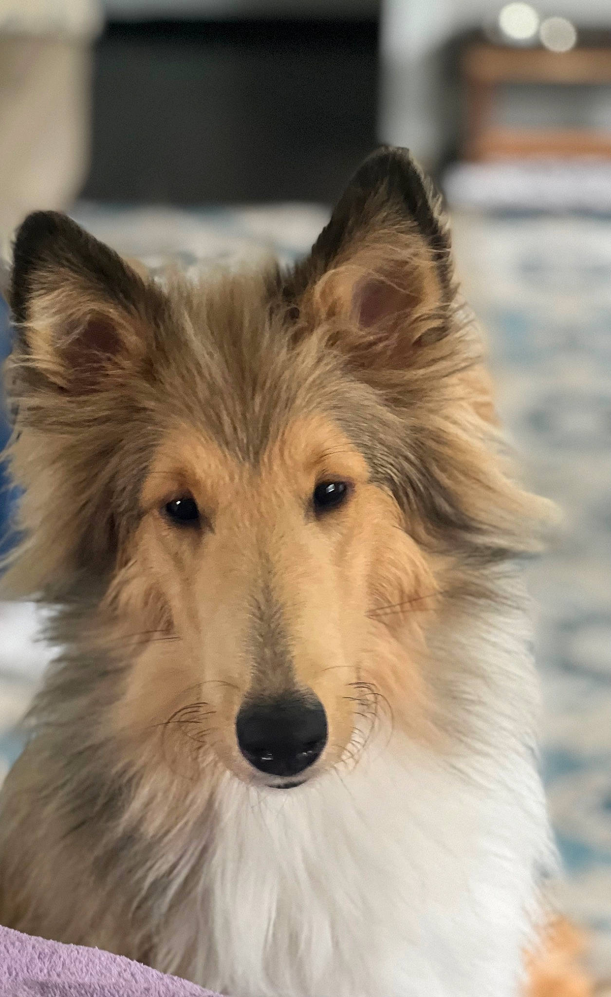 Kennedy is registered to the contest to win money with this photo: ancient_dog_breeds, canidae, carnivore, collie, companion_dog, dog, dog_breed, fawn, fur, head, pack_animal, rough_collie, scotch_collie, snout, snow, sporting_group, terrestrial_animal, whiskers, working_animal, working_dog