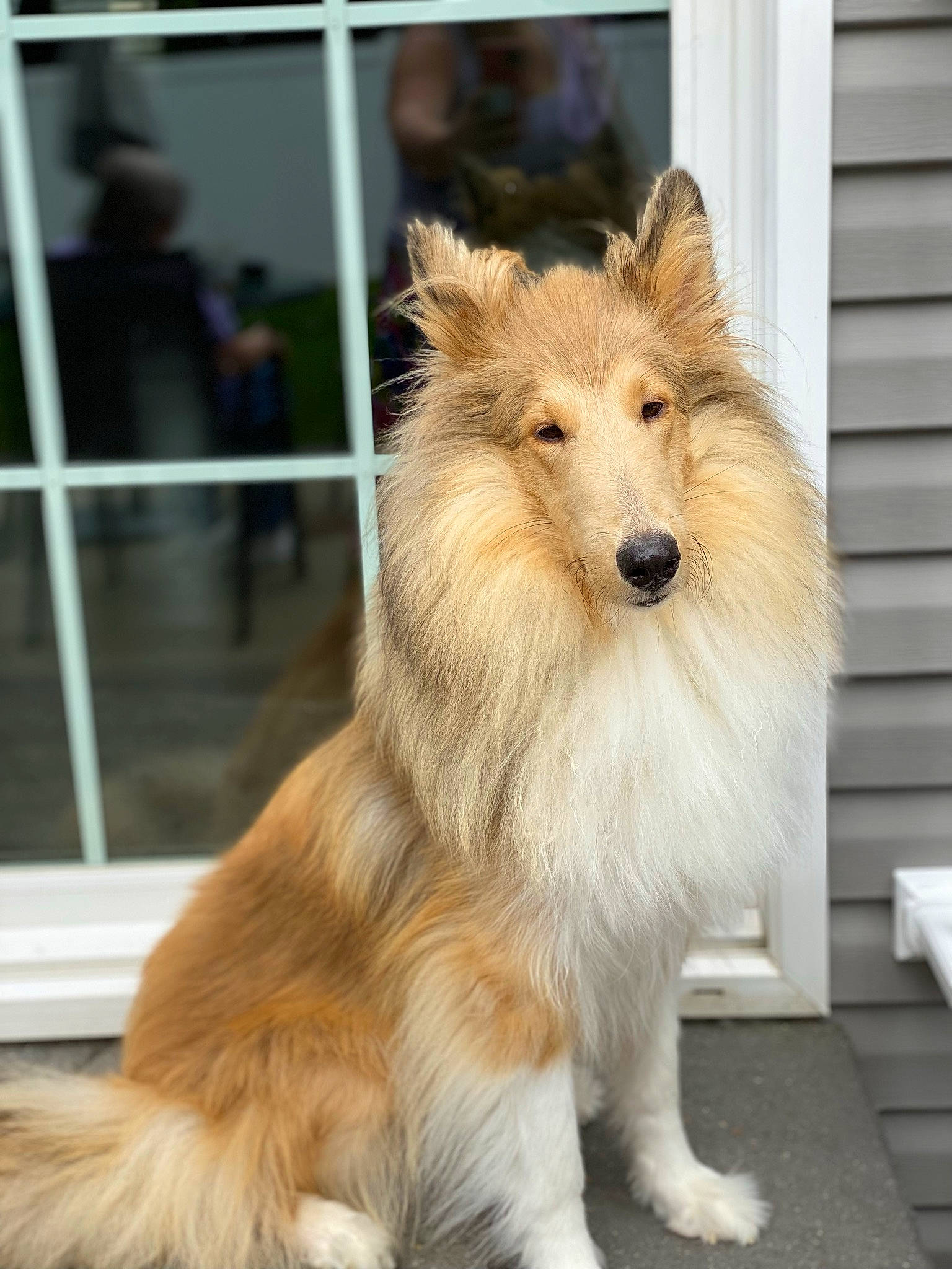 Kennedy joined the competition — help win amazing prizes! ancient_dog_breeds, canidae, carnivore, collie, companion_dog, dog, dog_breed, fawn, fur, herding_dog, non_sporting_group, plant, rough_collie, scotch_collie, shetland_sheepdog, snout, sporting_group, whiskers, working_dog